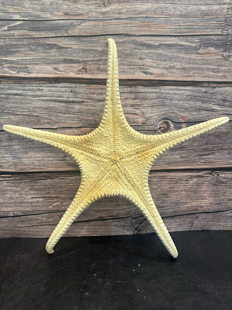 Pink Tip Starfish 14"