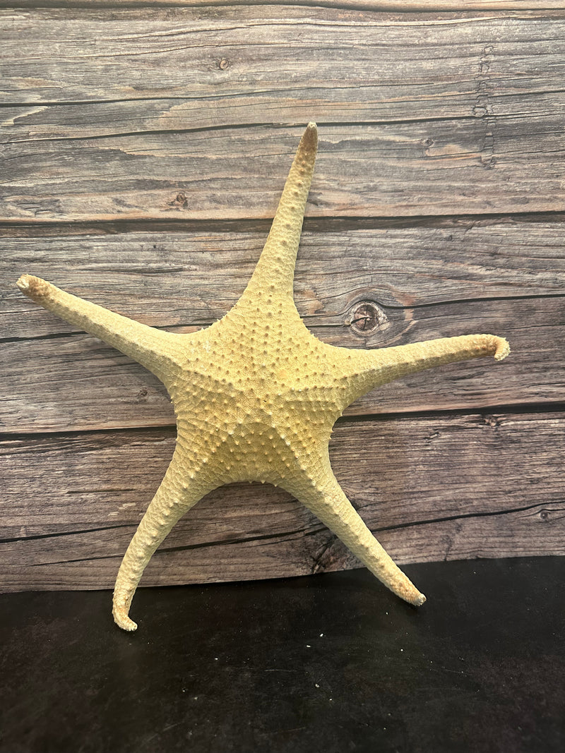 Pink Tip Starfish 14"