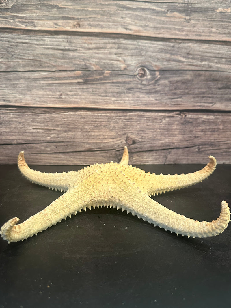 Pink Tip Starfish 14"