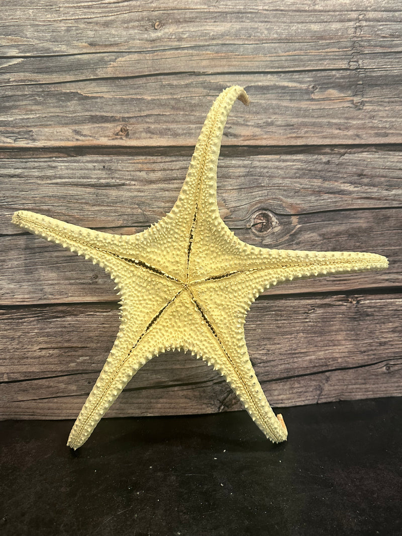 Pink Tip Starfish 14"