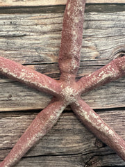 Giant Red Linckia Starfish 16