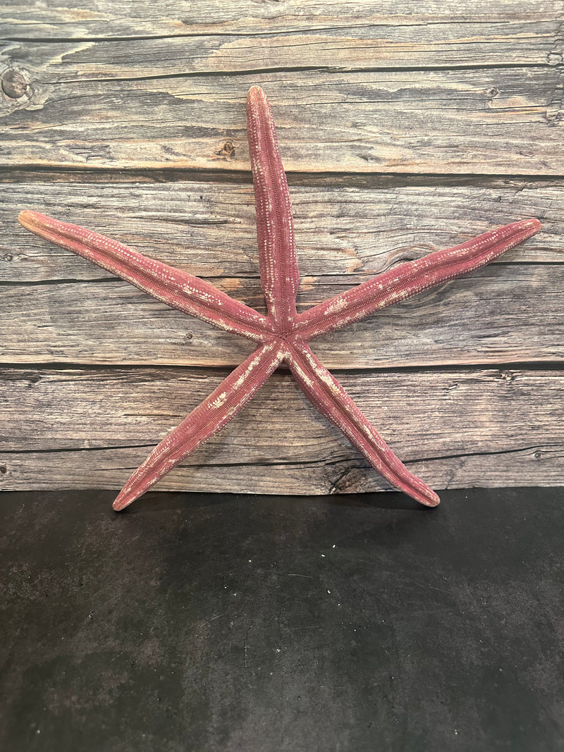 Giant Red Linckia Starfish 16"