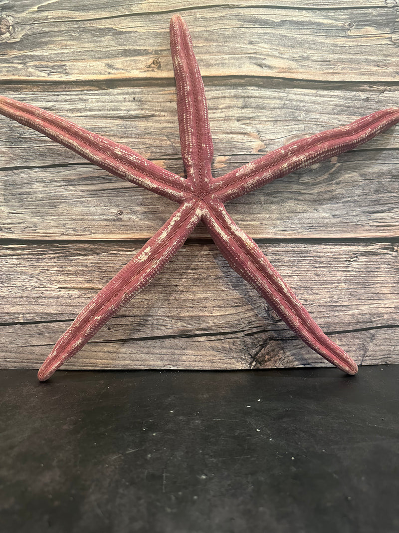 Giant Red Linckia Starfish 16"