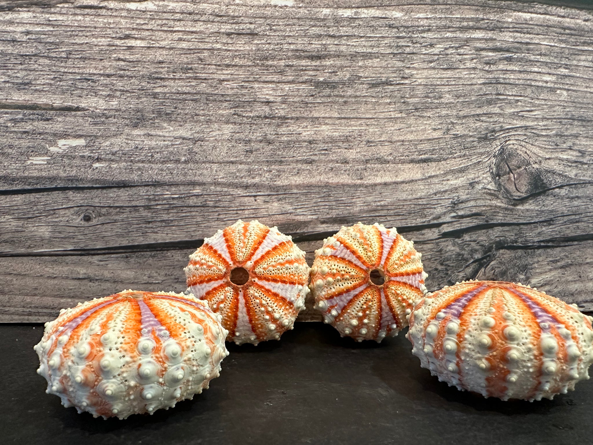 Caledonia Urchin Shell - Coelopleurus granulatus | Rare