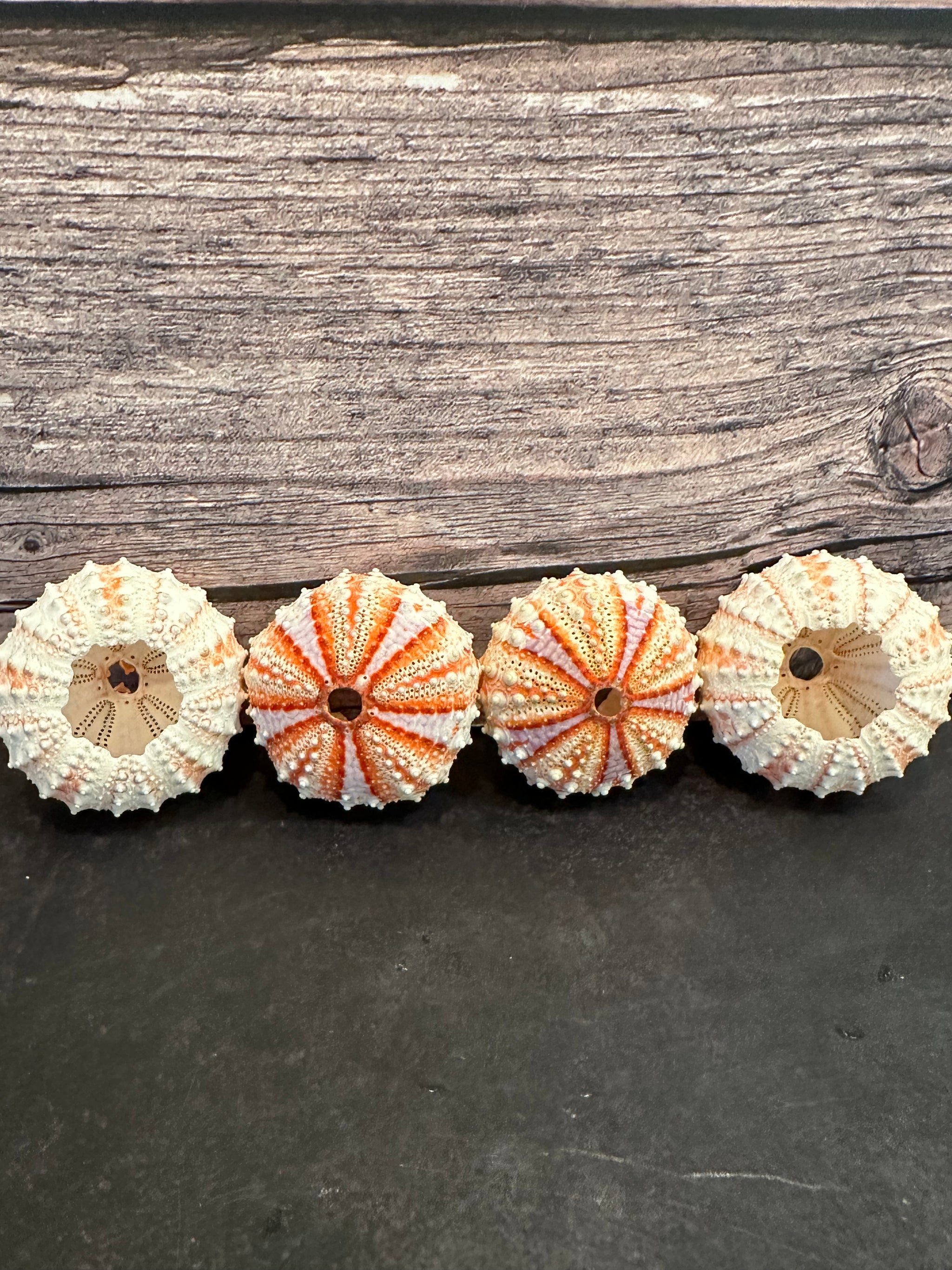 Caledonia Urchin Shell - Coelopleurus granulatus | Rare