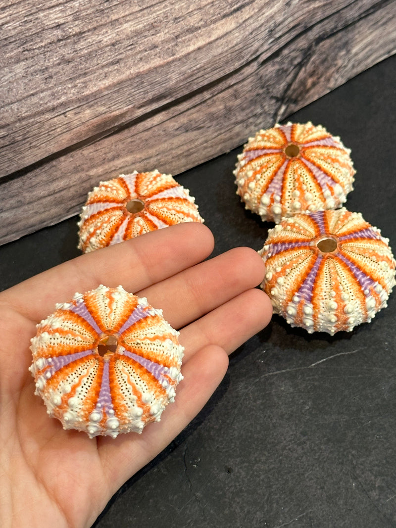 Caledonia Urchin Shell - Coelopleurus granulatus | Rare Caledonia Urchin Shell - Coelopleurus granulatus | Rare