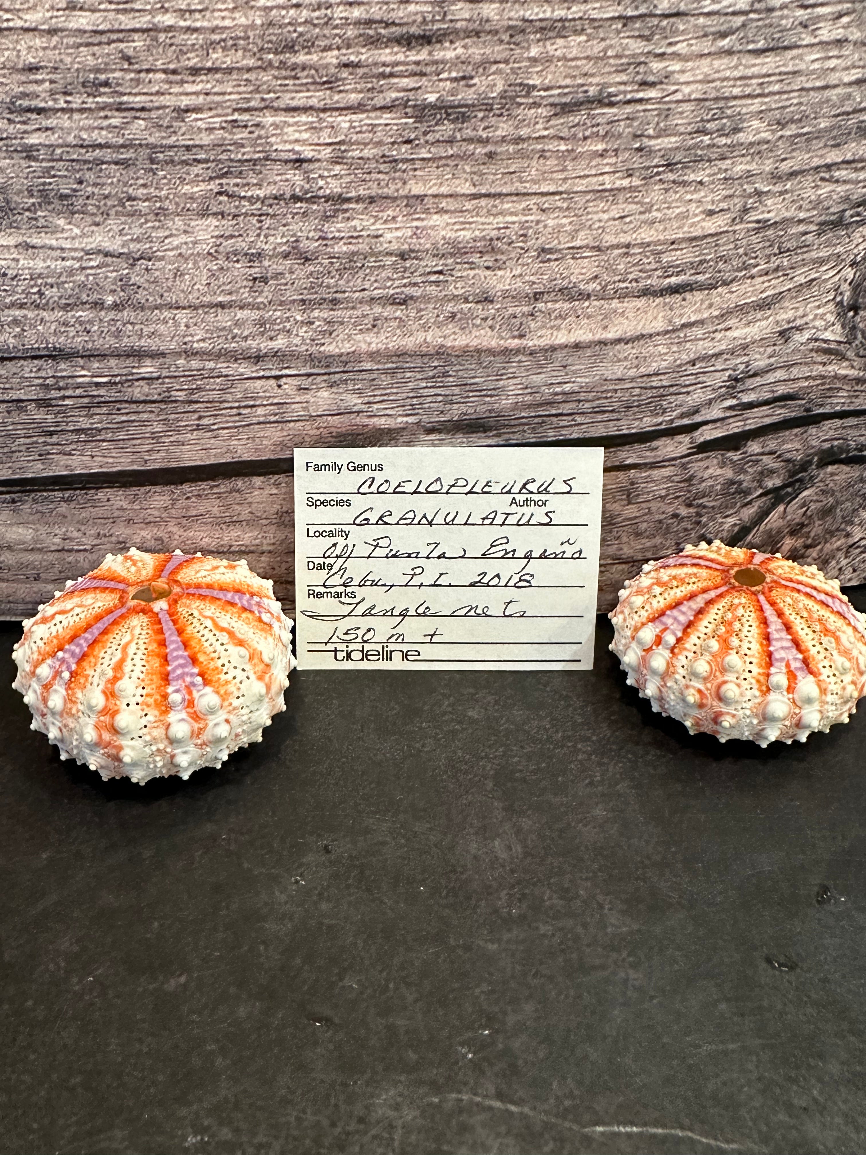 Caledonia Urchin Shell - Coelopleurus granulatus | Rare Caledonia Urchin Shell - Coelopleurus granulatus | Rare