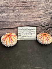 Caledonia Urchin Shell