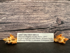 Saffron Murex-Specimen Shell