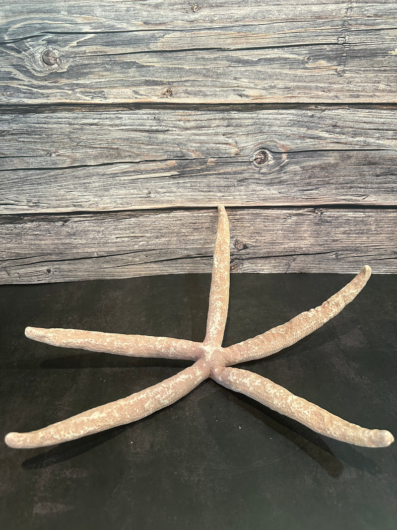 Giant Red Linckia Starfish 18"