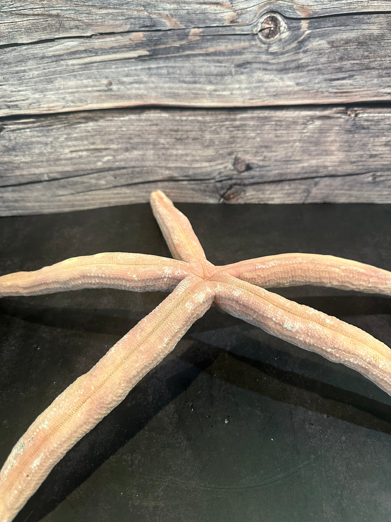 Giant Red Linckia Starfish 18"