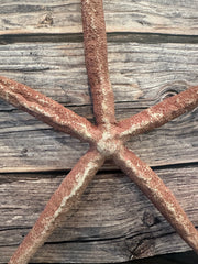 Giant Red Linckia Starfish 17