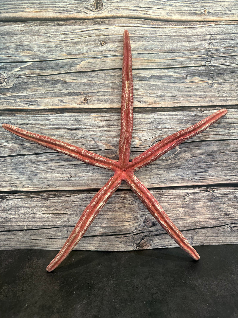 Giant Red Linckia Starfish 17"