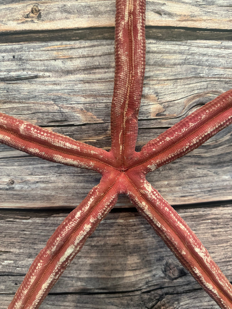 Giant Red Linckia Starfish 17"