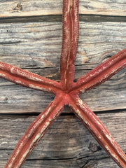 Giant Red Linckia Starfish 17