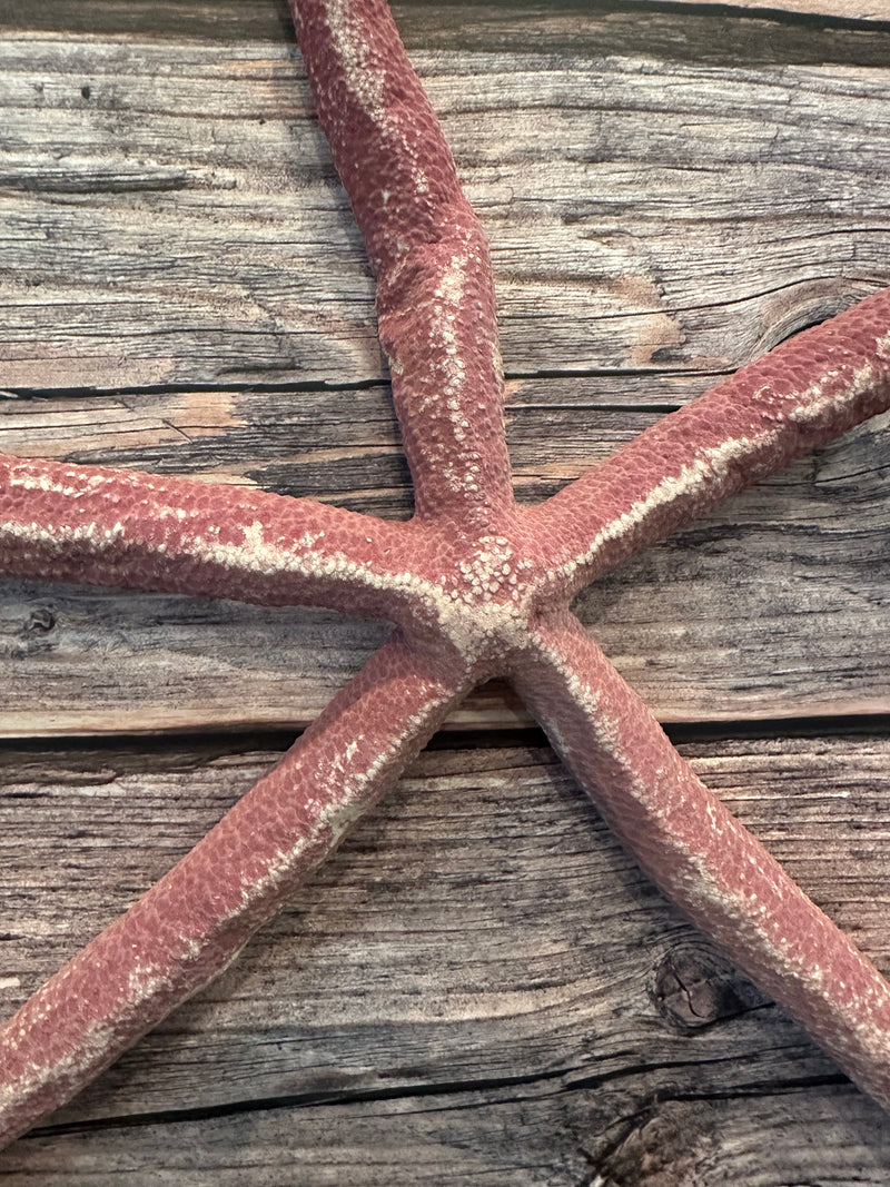 Giant Red Linckia Starfish 17.5"