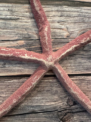 Giant Red Linckia Starfish 17.5