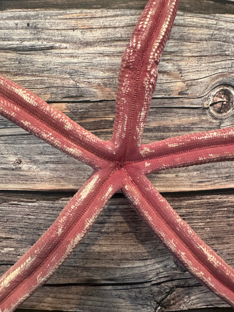 Giant Red Linckia Starfish 17.5"