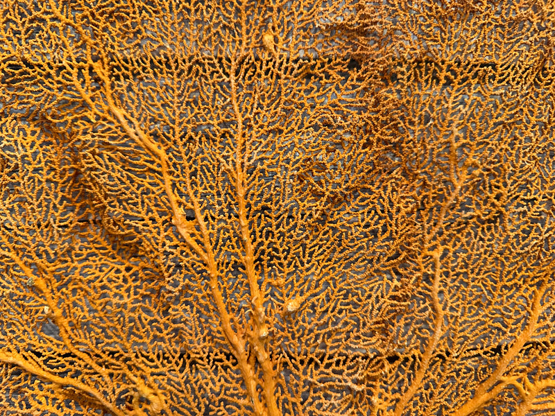 Red Sea Fan 27x18"