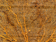 Red Sea Fan 27x18