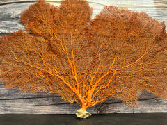 Red Sea Fan 27x18