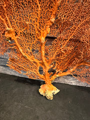 Red Sea Fan 28x24