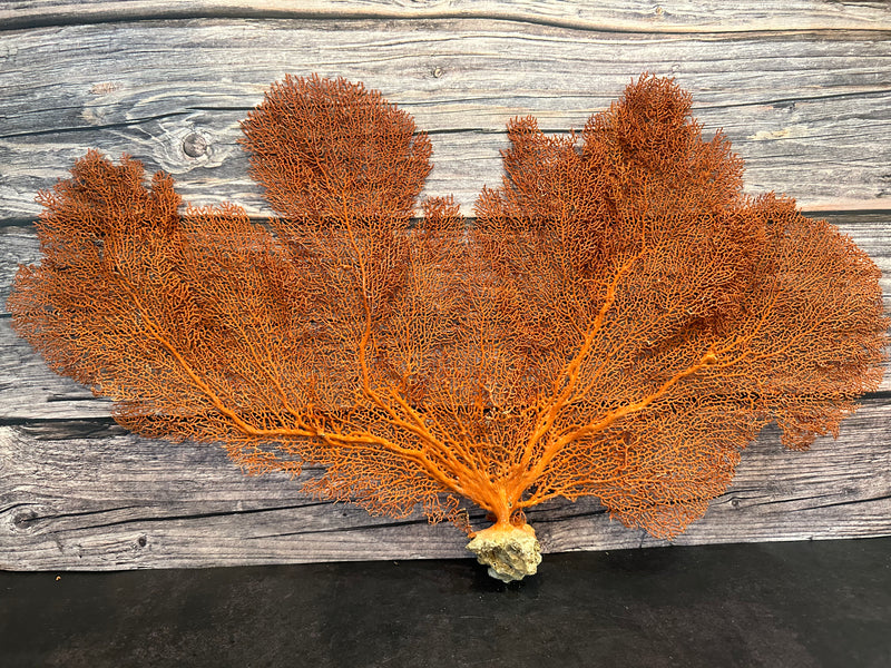 Red Sea Fan 27x17"