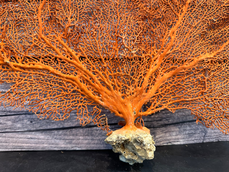 Red Sea Fan 27x17"