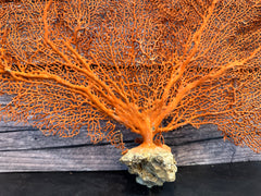 Red Sea Fan 27x17