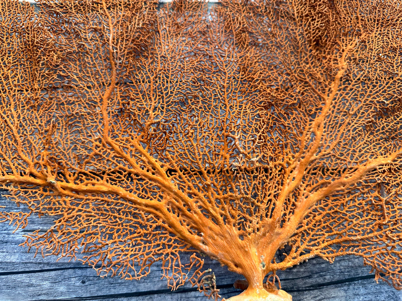 Red Sea Fan 27x17"