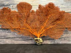 Red Sea Fan 27x17