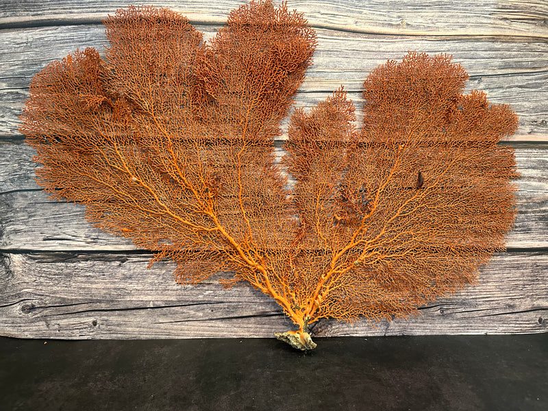 Red Sea Fan 26x17"