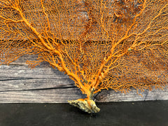 Red Sea Fan 26x17