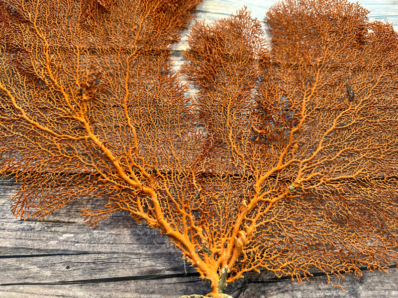 Red Sea Fan 26x17"