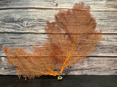 Red Sea Fan 24x15