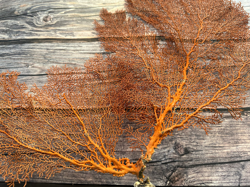 Red Sea Fan 24x15"