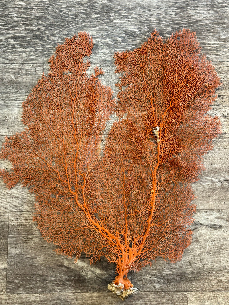 Red Sea Fan 25x21"