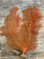 Red Sea Fan 25x21