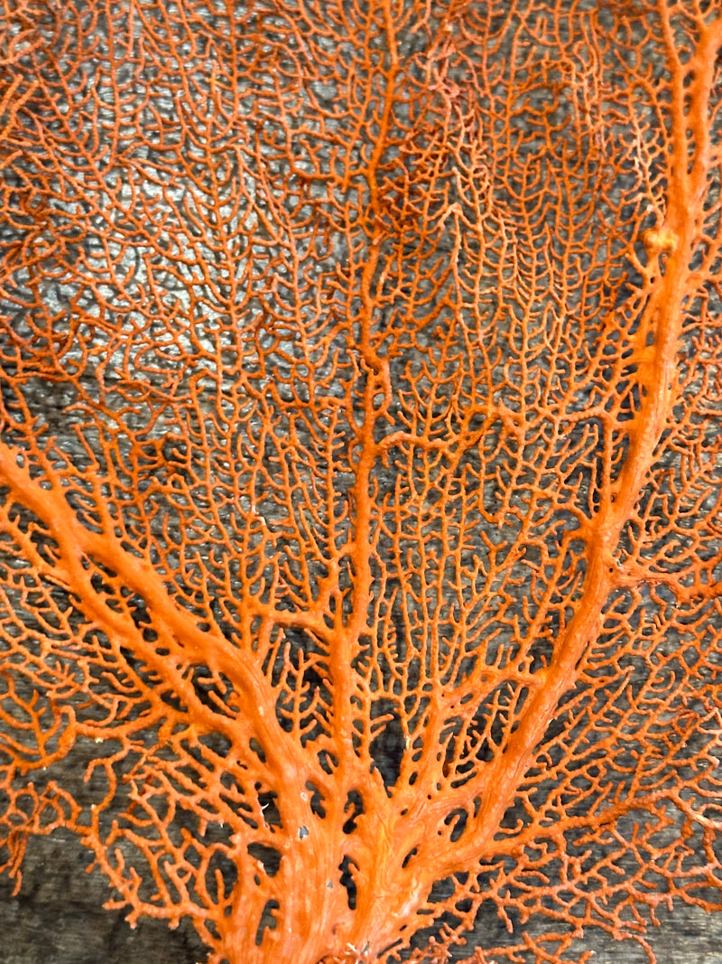 Red Sea Fan 25x21"