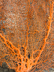 Red Sea Fan 25x21