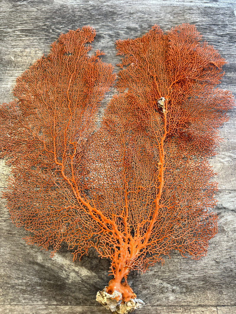 Red Sea Fan 25x21"