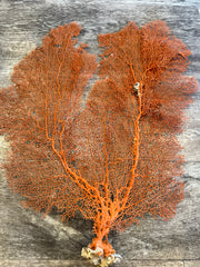 Red Sea Fan 25x21