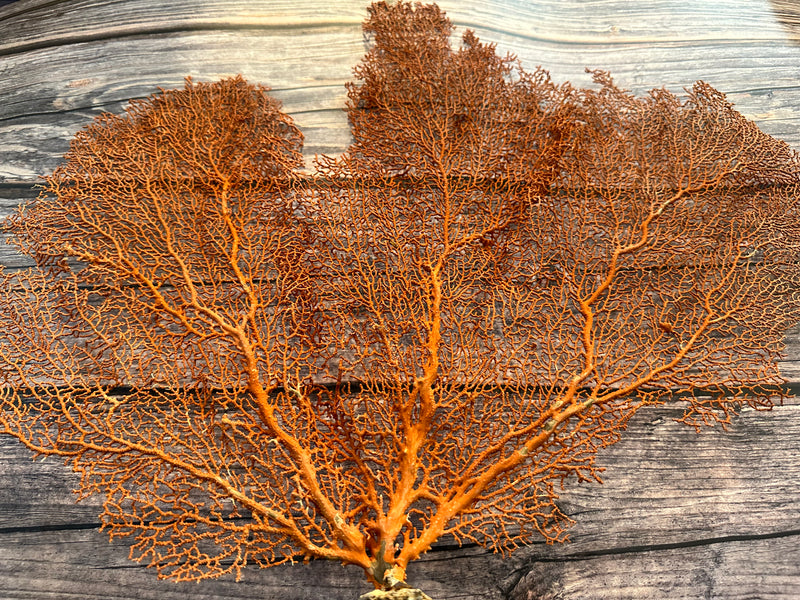 Red Sea Fan 23x18"