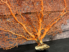 Red Sea Fan 23x18