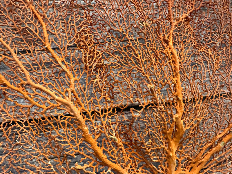 Red Sea Fan 23x18"