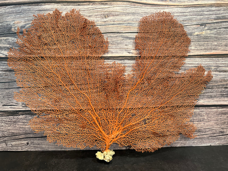 Red Sea Fan 23x17"