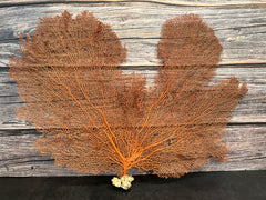 Red Sea Fan 23x17