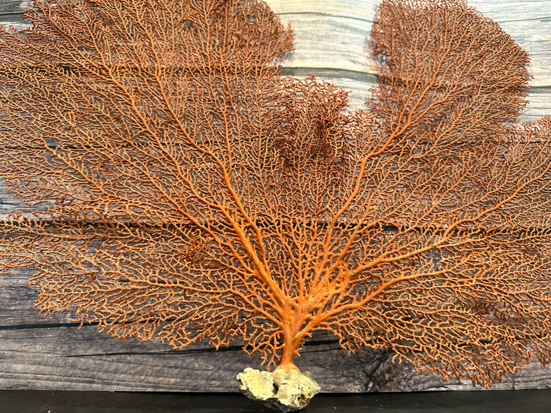 Red Sea Fan 23x17"