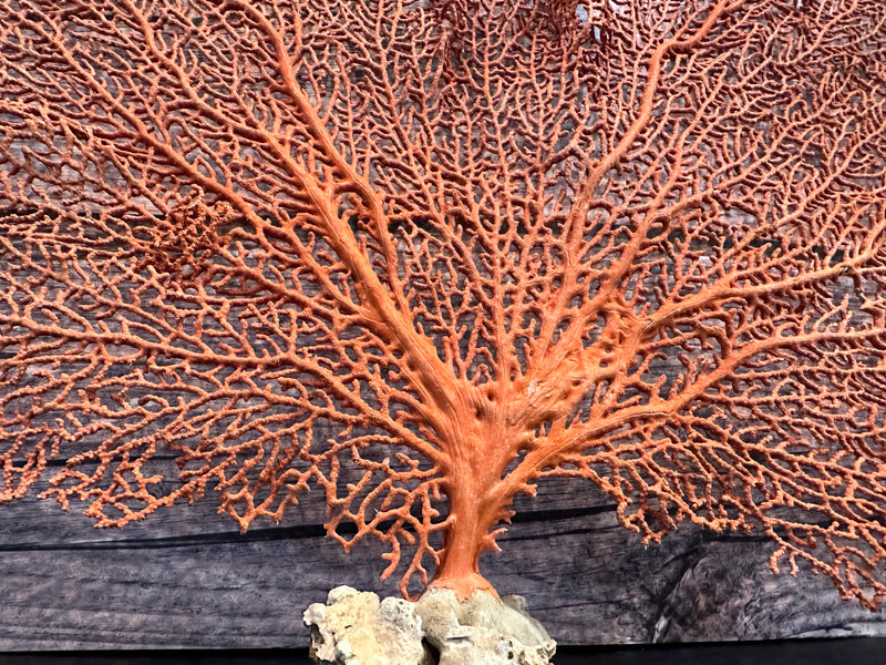 Red Sea Fan 23x17"