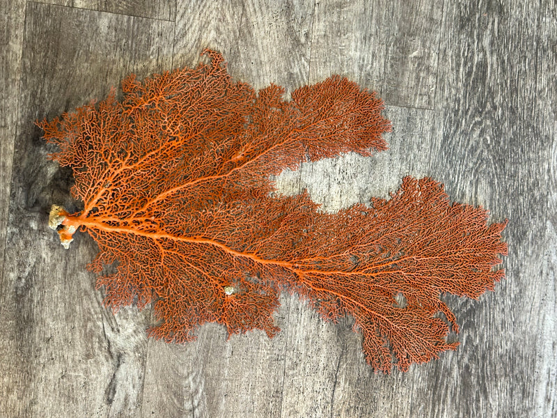 Red Sea Fan 24x15"